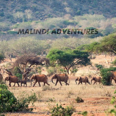 malindi adventures 450x448 - Malindi Adventures