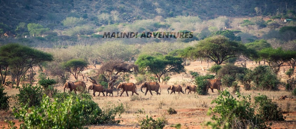 malindi adventures - Malindi Adventures