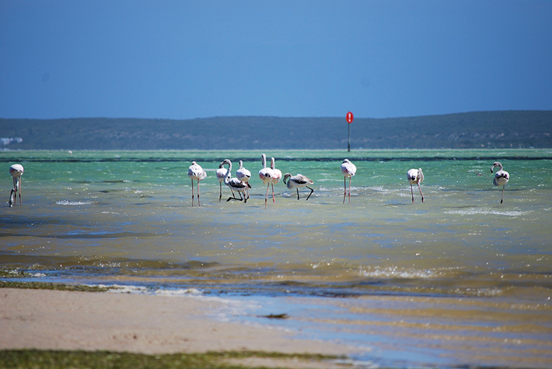 National Park.13 - Langebaan: The perfect place to kitesurf