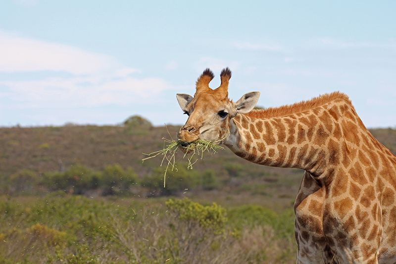 giraffe thali thali - Langebaan: The perfect place to kitesurf