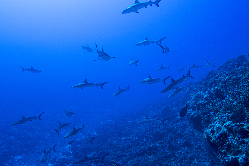 6 - Sharing Paradise With Sharks