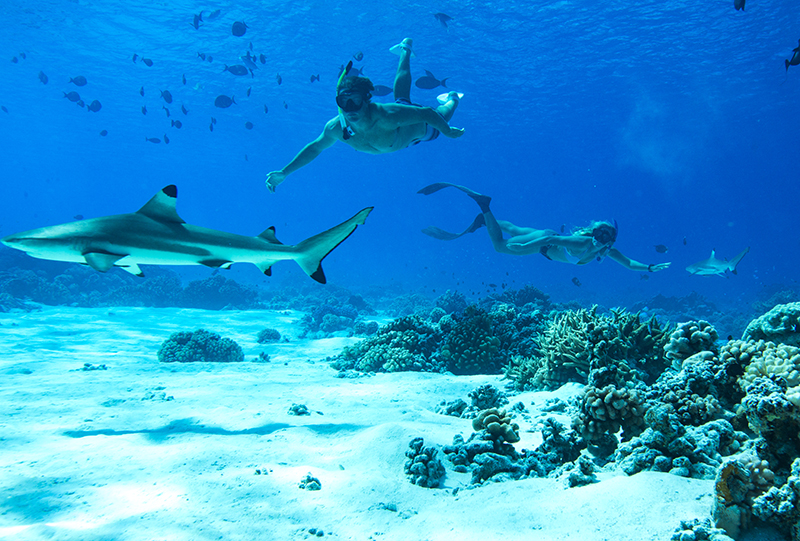 7 - Sharing Paradise With Sharks