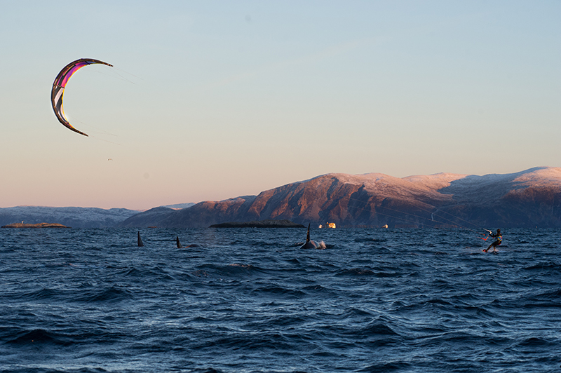 Maybe Main Shot - Chasing Whales