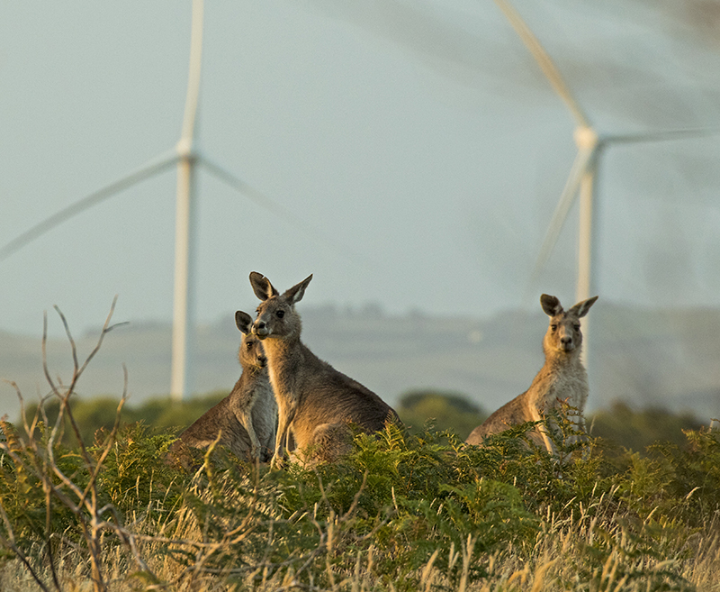 kanga wind R87A1137 - The Road South