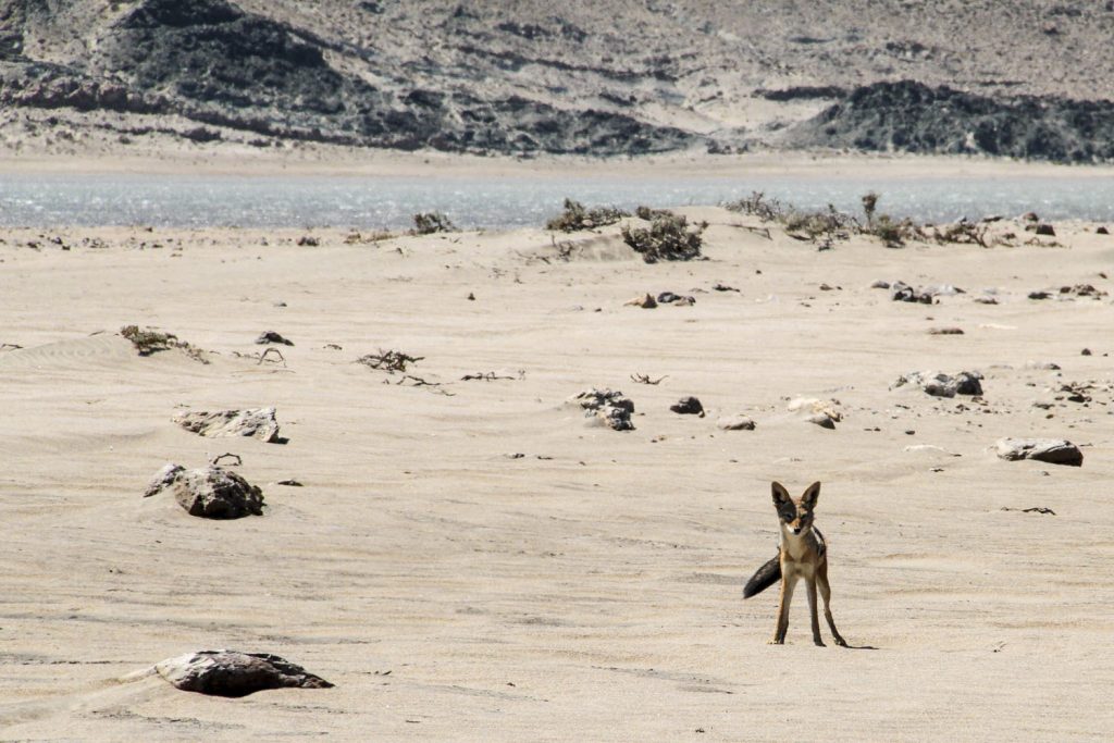 IMG 0547 1024x683 - ELDORADO – KITING NAMIBIA