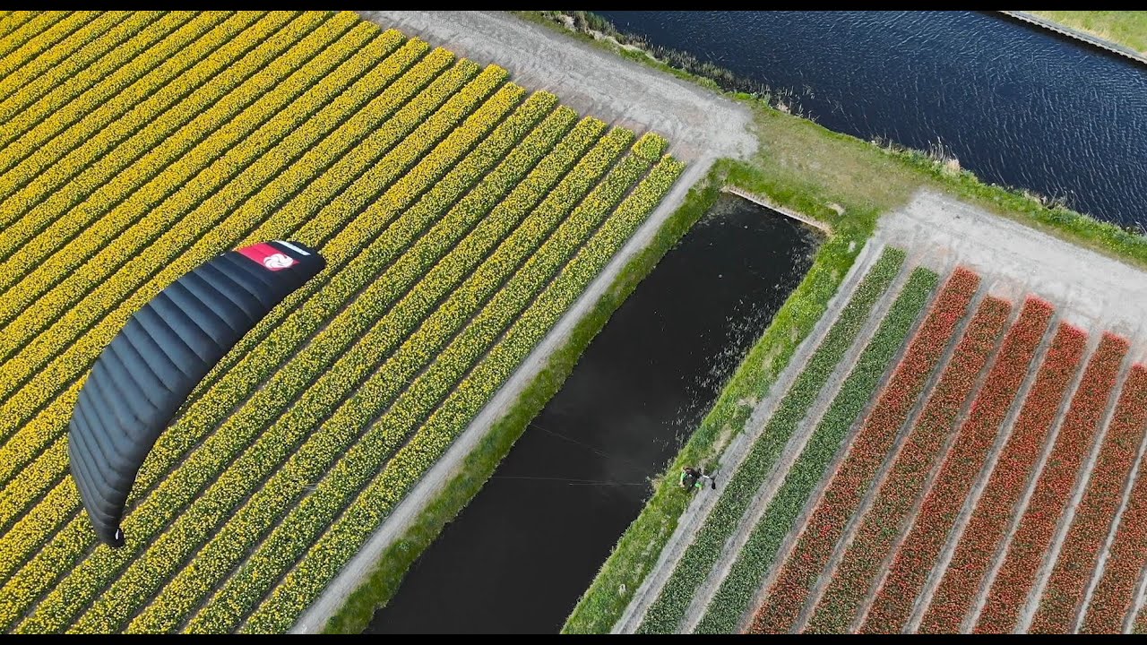 lost in the tulips - Lost in the Tulips