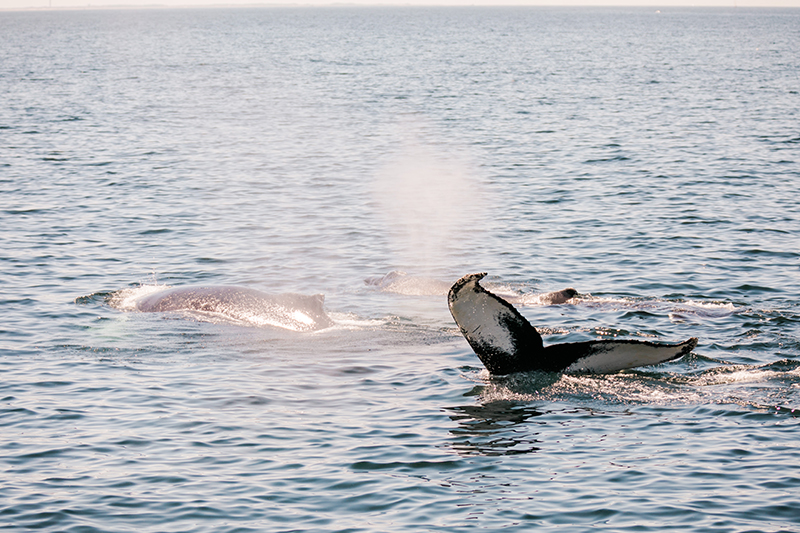 Kin IFAW Cape Cod Valorie Darling Photography ID3A6517 - Jalou: Giving something back