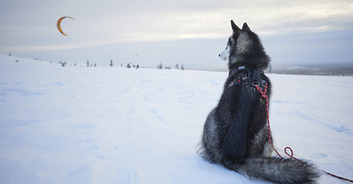 Husky by tomi tahti 1200x628 - Pallas