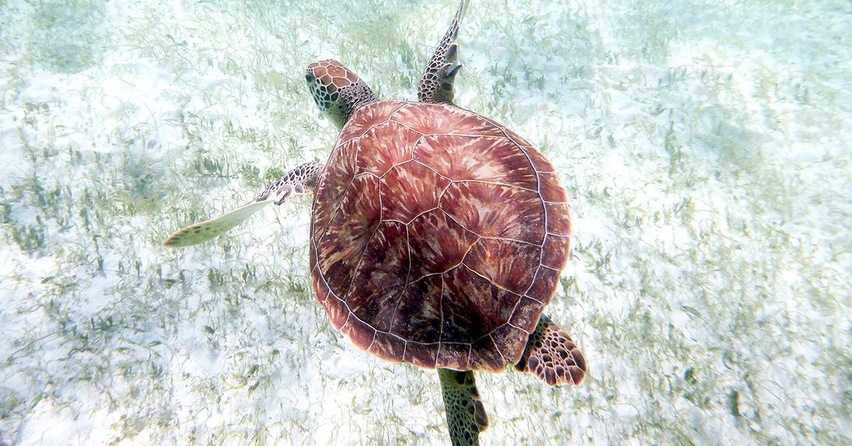 Saint Vincent and the Grenadines 9 1200x628 - Saint Vincent and the Grenadines