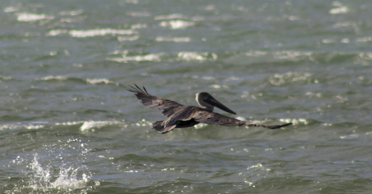 Sebastian Inlet 3 1200x628 - Florida