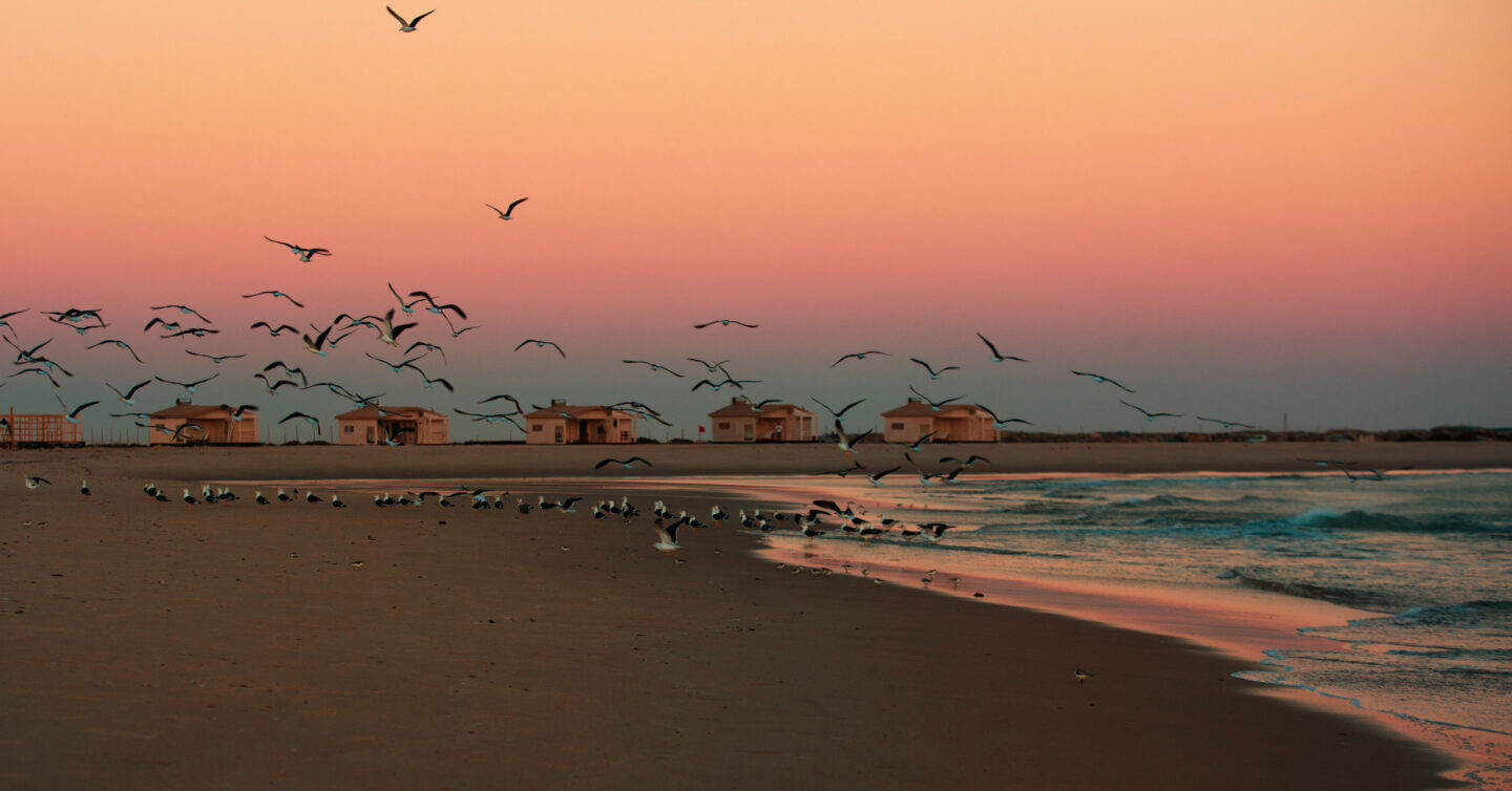 4X4A1683 1440x754 - Ocean Vagabond - Dakhla