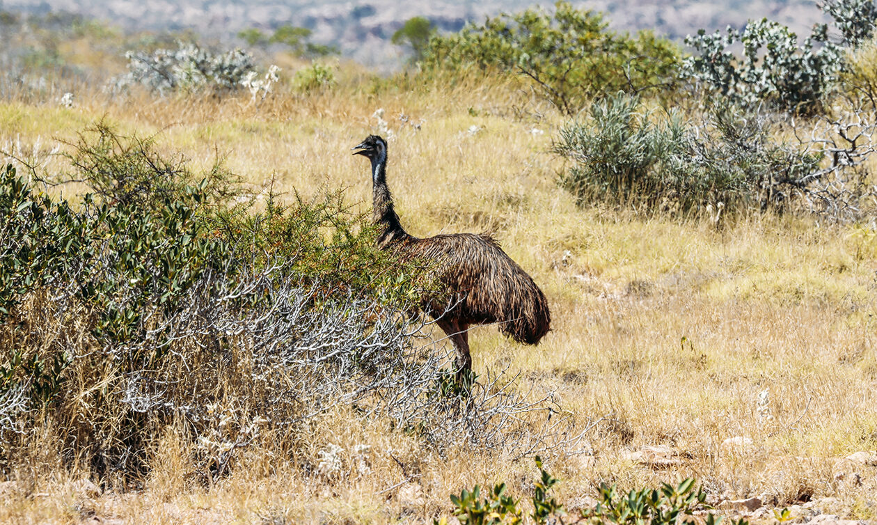 TheKiteMag On the List Duotone North West Australia 5 1260x754 - North West Australia